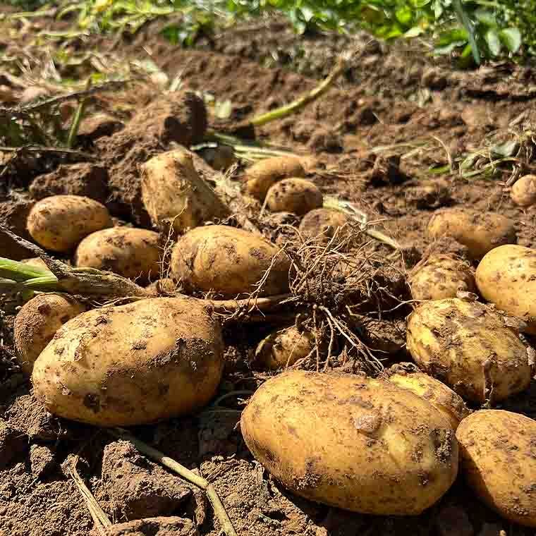 Foto von unseren köstlichen Bio-Kartoffeln frisch geerntet auf unserem Acker.