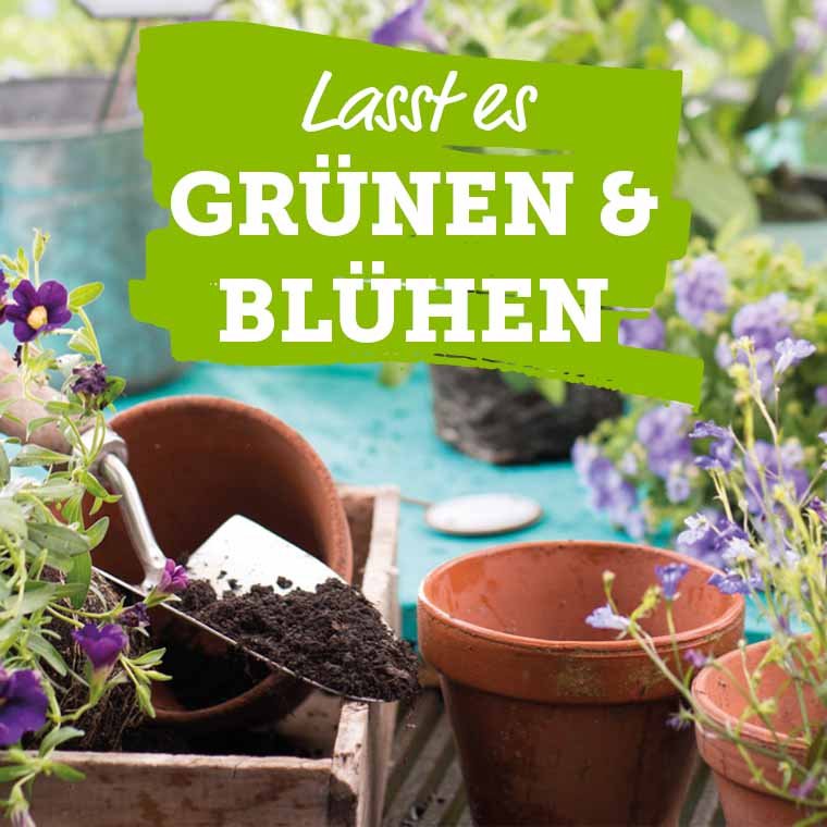 Bio-Saatgut online kaufen