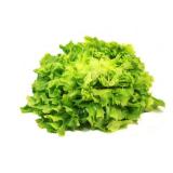 Endiviensalat