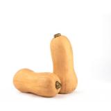Kürbis Butternut