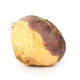 Steckrüben samenfest, ca. 0,6-1,5 kg pro Stück