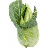 Spitzkohl Neue Ernte