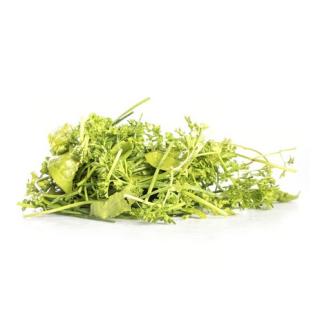 Grüne Soße  Kräuter