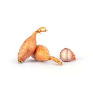 Schalotten - Neue Ernte