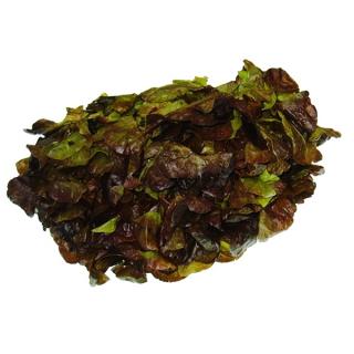 Eichblattsalat rot