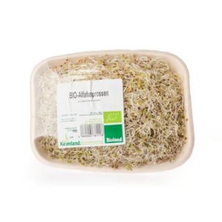 Alfalfa-Sprossen