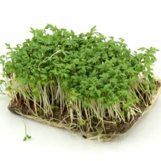 Rucola-Kresse