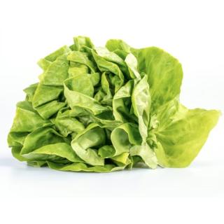 Kopfsalat grün
