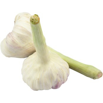 Knoblauch frisch - Neue Ernte