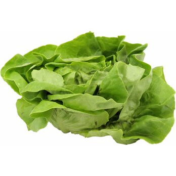 Kopfsalat grün
