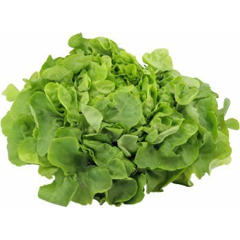 Eichblattsalat grün