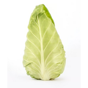 Filderkraut-ideal für Sauerkraut