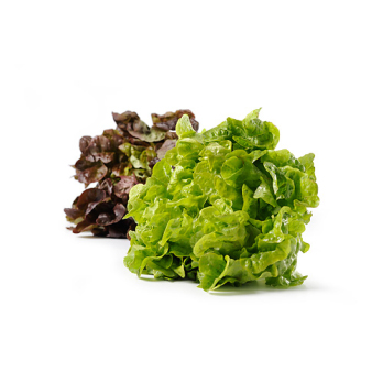 Blattsalat der Woche