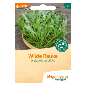 Salat, Rucola