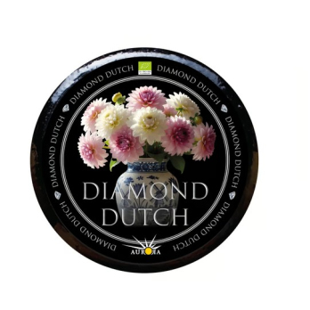 Diamond Dutch 1,5 Jahre