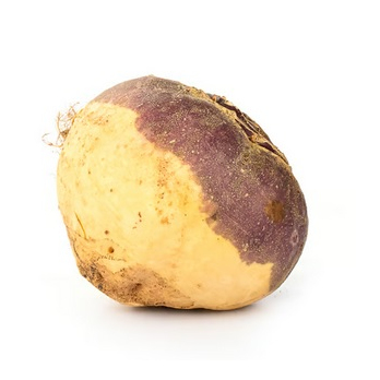 Steckrüben samenfest, ca. 1,5-2 kg pro Stück