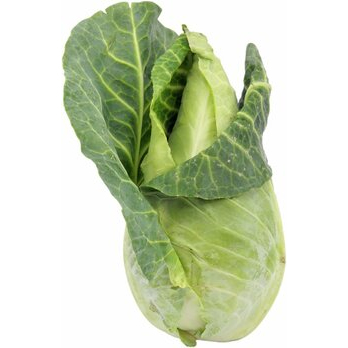 Spitzkohl Neue Ernte