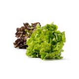 Blattsalat der Woche