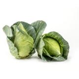 Spitzkohl neue Ernte