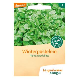 Postelein, Winterpostelein