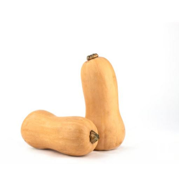 Kürbis Butternut