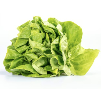 Kopfsalat grün